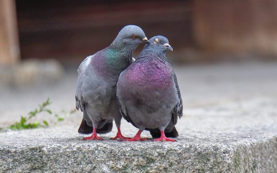 Two pigeons