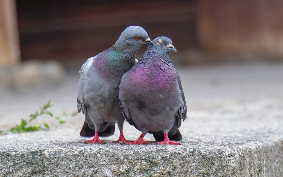 Two pigeons