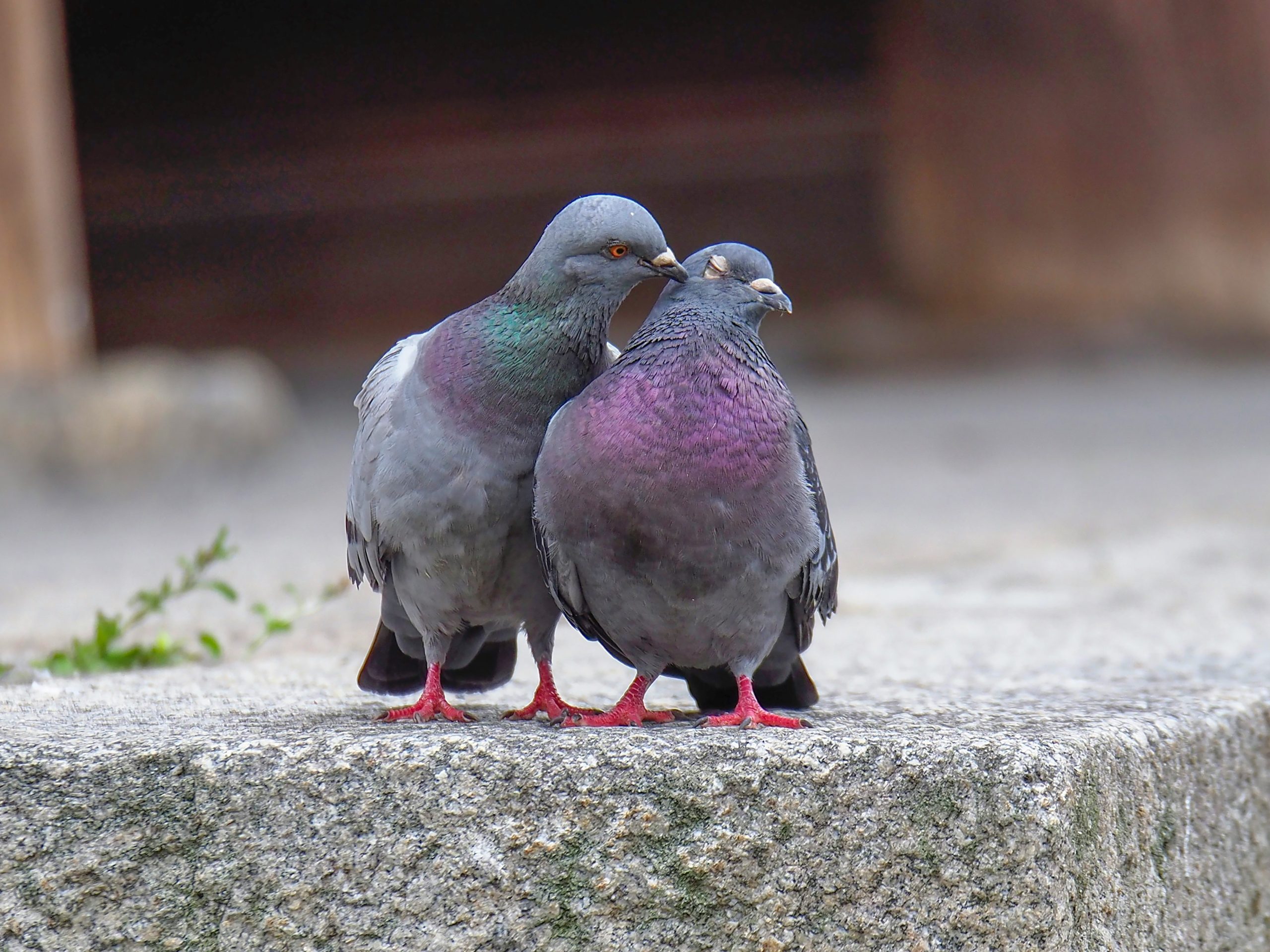 LISTEN: Heatwave impacts London's wildlife: How can you help?