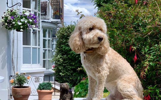 Dog, London, Pet, House