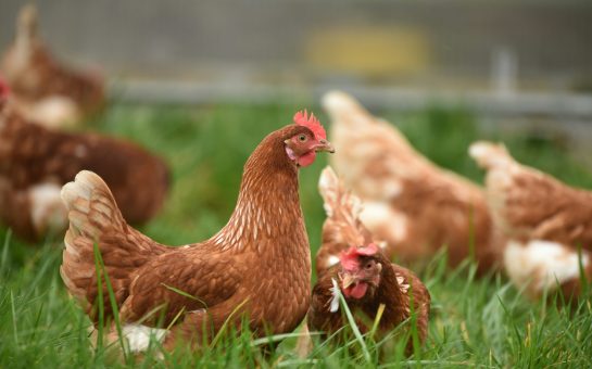Chickens in a field (Credit: Free to use from Unsplash)