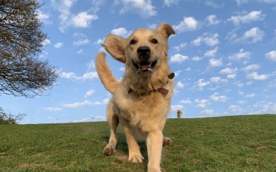 A retriever in a park, bounding towards the camera, face on.