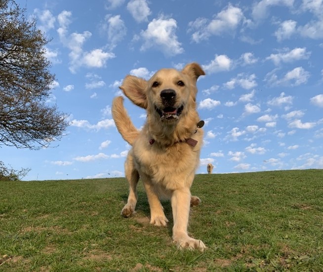 A retriever in a park, bounding towards the camera, face on.