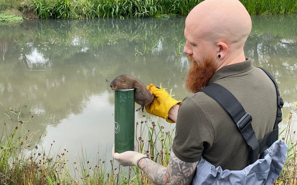 A charity volunteer with a water vole, releasing it into the river.