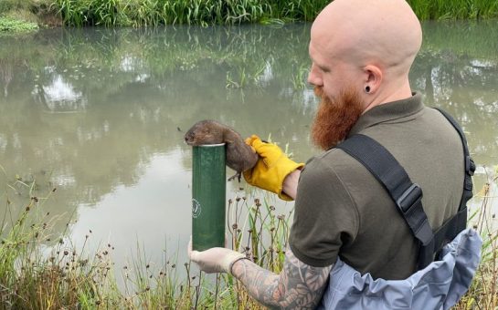 A charity volunteer with a water vole, releasing it into the river.