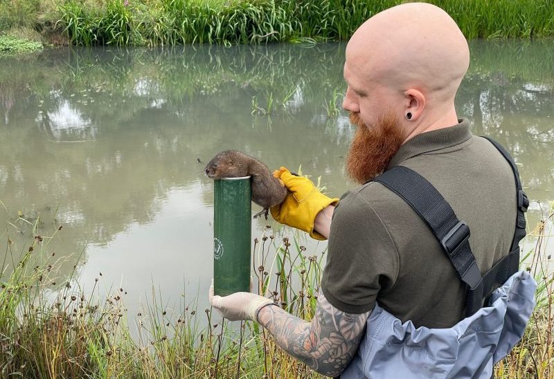 Water voles are thriving four years on from their return to Surrey