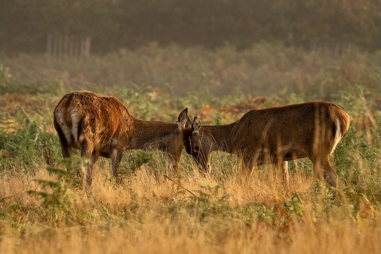 An image showing two deer in a park butting heads together in competition.