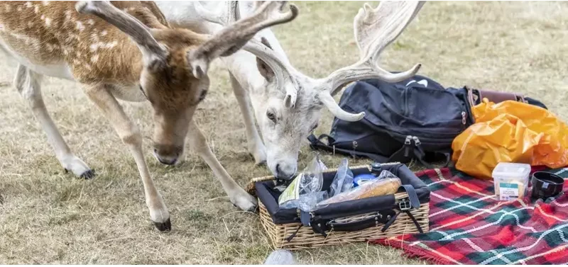 An image showing two deer eating food out of an open picnic basket.