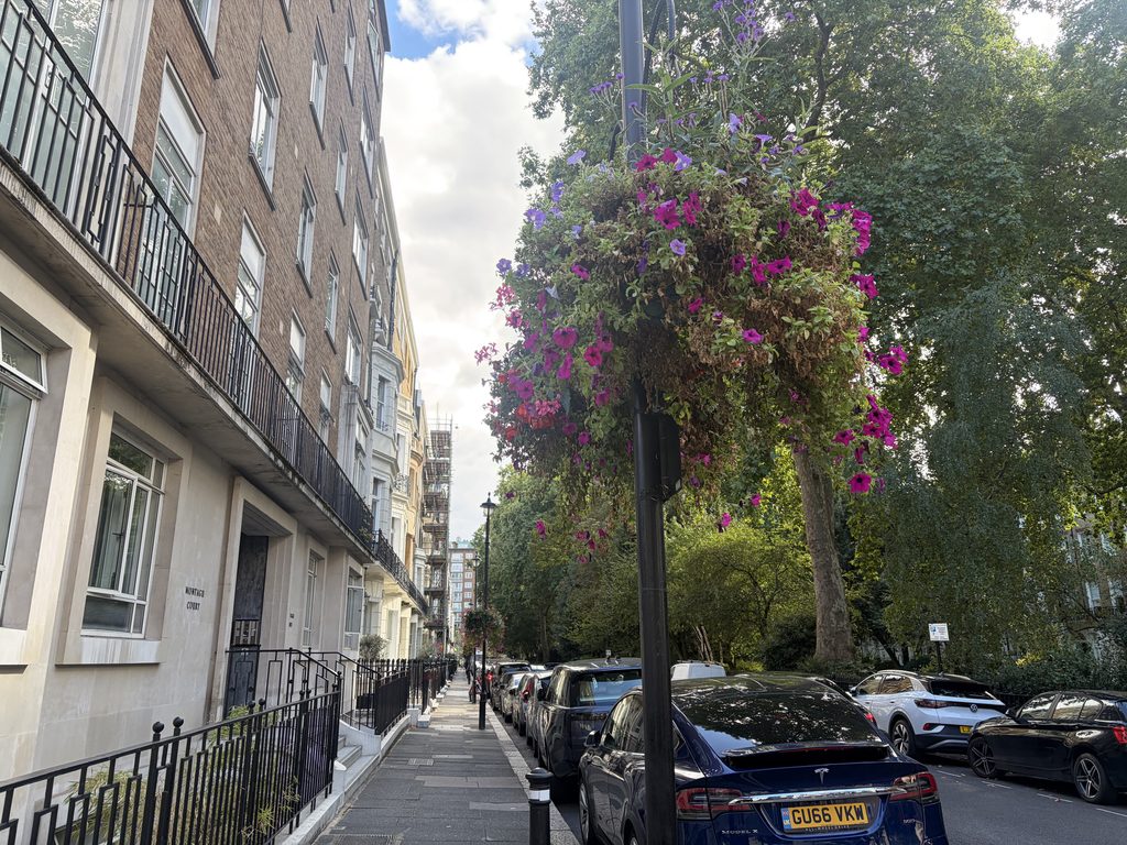 Large pink and purple hanging basket on Bryanston Square.
