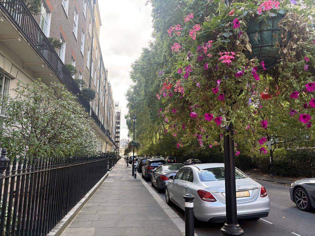 Pink and purple hanging basket on Montagu Square, a street lined with trees and residential buildings.