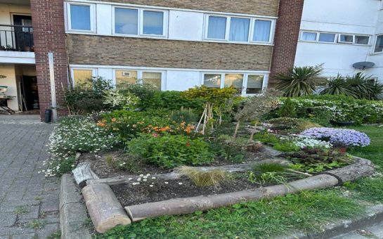 Patch of land with plants growing infront of a housing block