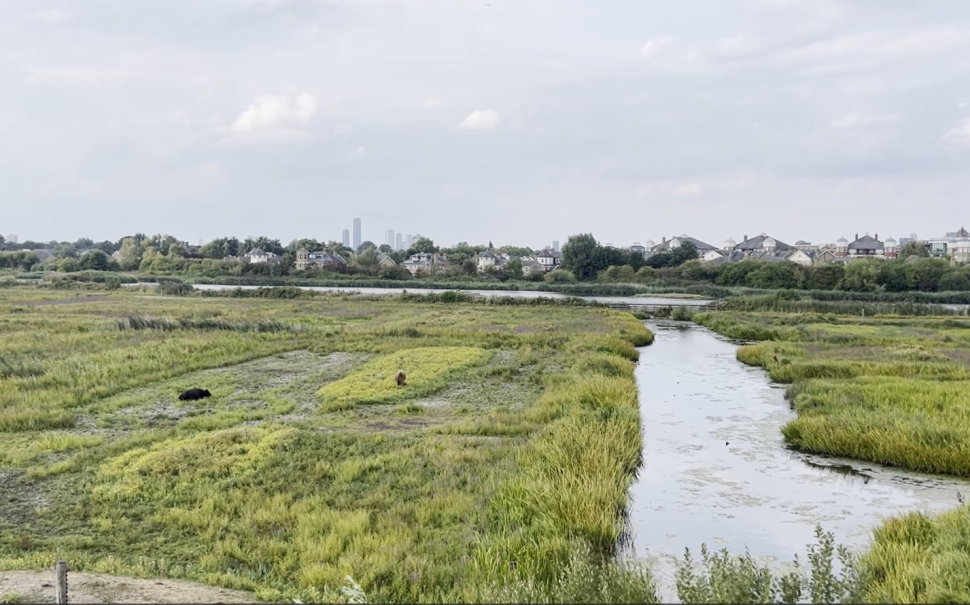 A vista of WWT in the foreground, looking East towards the City.
