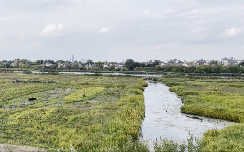 WATCH: WWT Dragonfly Festival inspires the next generation to protect London's wetlands