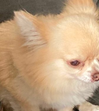 A light brown teacup chihuahua
