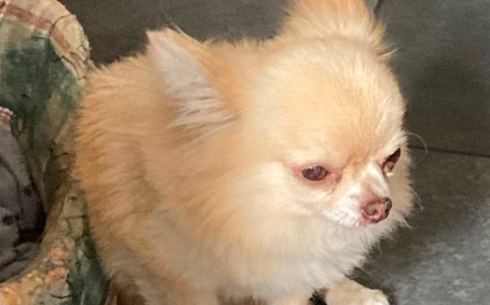 A light brown teacup chihuahua
