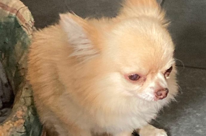 A light brown teacup chihuahua