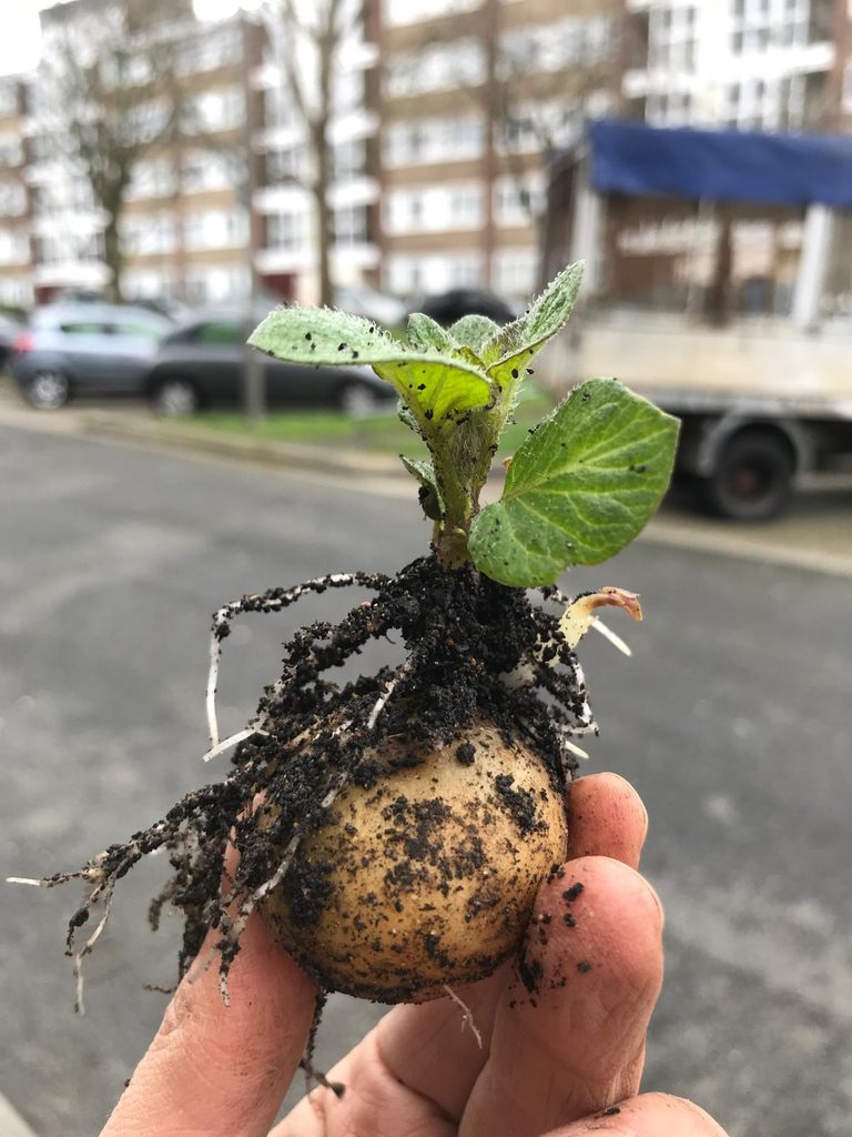 Hand holding a potato, with soil and roots visible