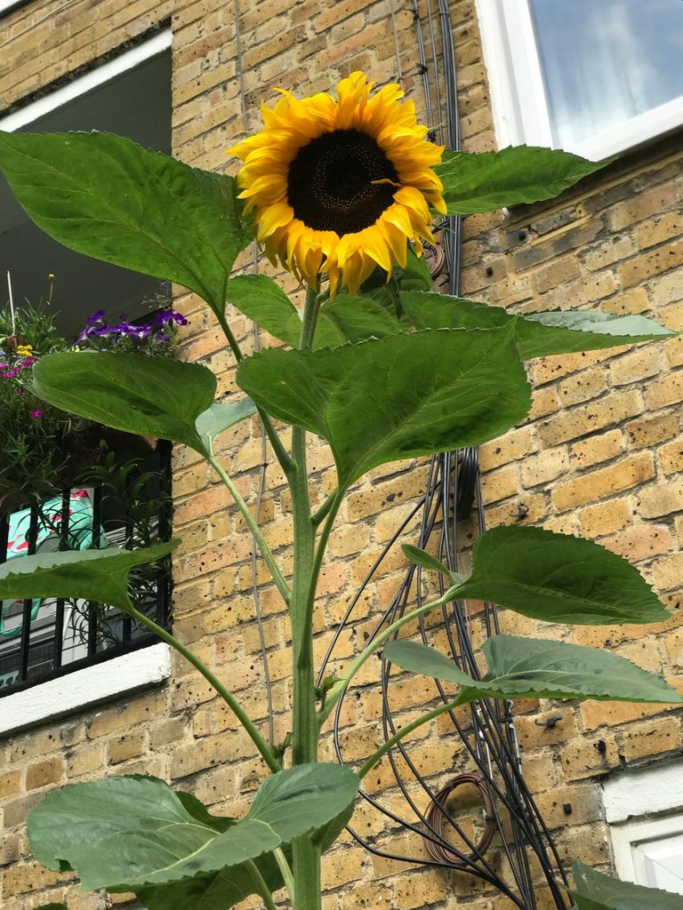 Sunflower from one of the gardens